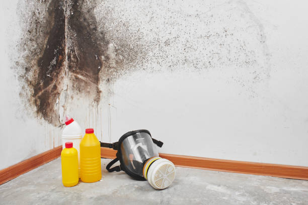 Best Insurance-Related Mold Remediation in Ferrysburg, MI