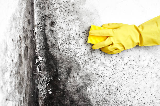 Best Industrial Mold Remediation in Ferrysburg, MI