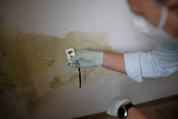 Best HVAC Mold Remediation in Ferrysburg, MI
