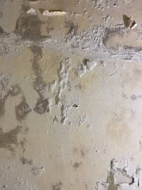 Best Insurance-Related Mold Remediation in Ferrysburg, MI