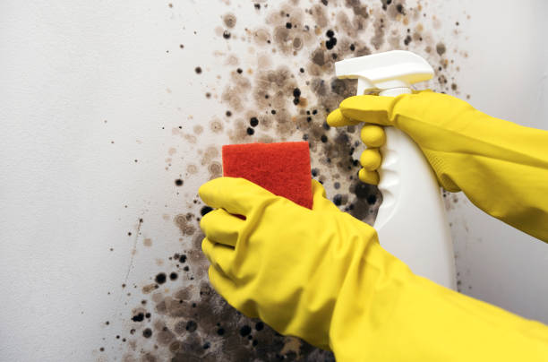 Best Health and Safety Mold Remediation in Ferrysburg, MI