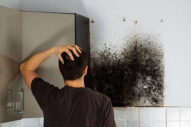 Best Black Mold Remediation in Ferrysburg, MI