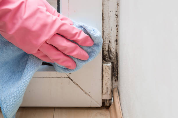 Best Basement Mold Remediation in Ferrysburg, MI